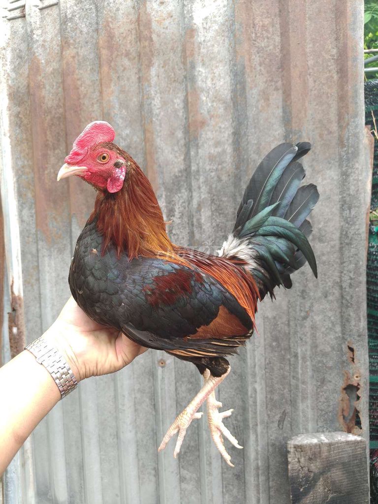 Siu mỹ trang 1k3 tay 1cuc log mới ze chơi liên đc. Mua bán Gà tại Thành phố Thủ Dầu Một Bình Dương được đăng bởi Thanh Tiền hình 6