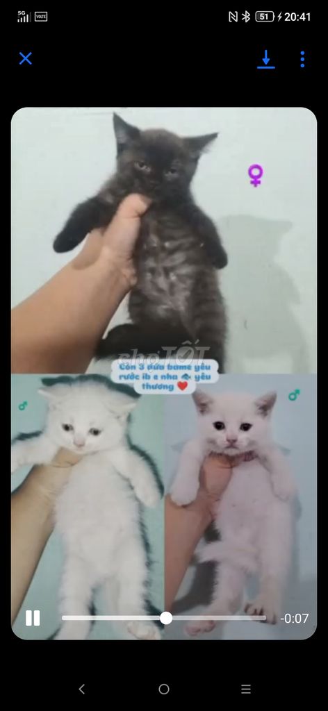 Nhà e có ít mèo anh. Mua bán Mèo tại Quận 12 Tp Hồ Chí Minh được đăng bởi nguyễn văn giao hình 5