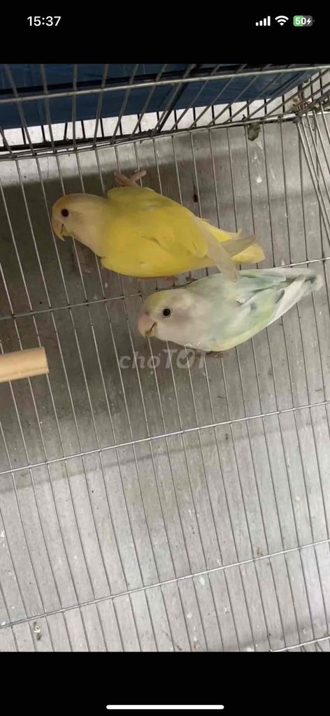 vẹt lovebird sinh sản màu siêu đẹp cho ae