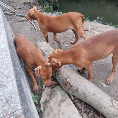 Thuần chủng, cân nặng trên 15 kg. Mua bán Chó tại Thành phố Cao Lãnh Đồng Tháp được đăng bởi Tran Van Nam