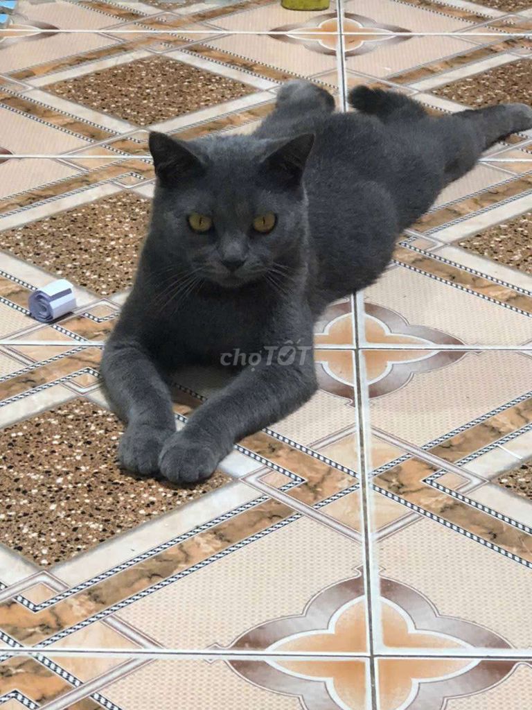 Mèo Anh lông ngắn cái xám. Mua bán Mèo tại Quận Nam Từ Liêm Hà Nội được đăng bởi Minh Phạm hình 1
