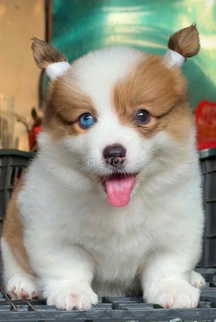 Cogri Thuần chủng cún tại nhà. Mua bán Chó tại Huyện Bình Chánh Tp Hồ Chí Minh được đăng bởi Ken péthop hình 1