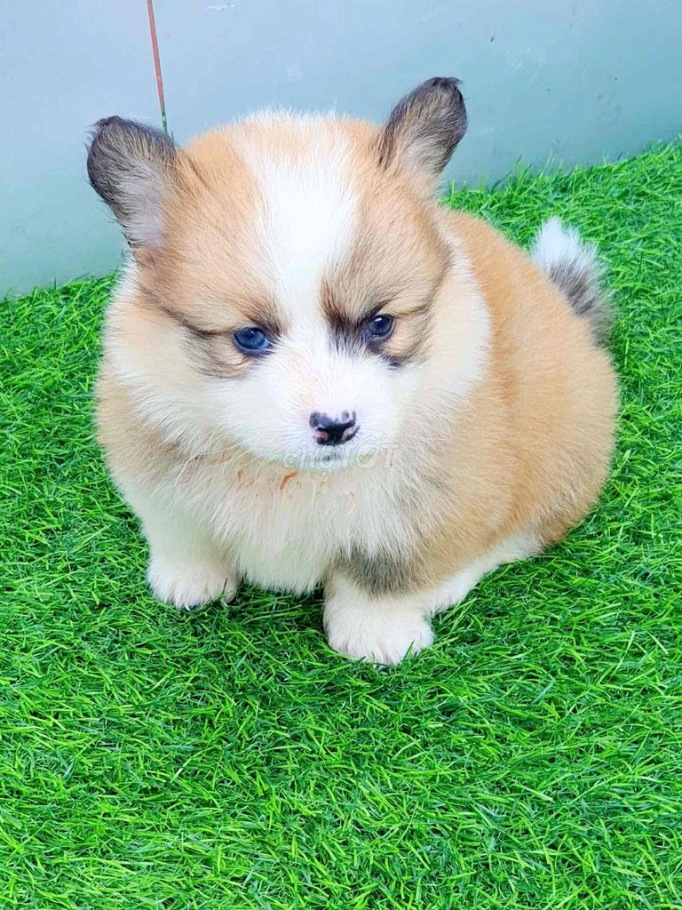 Chó Corgi vàng trắng. Mua bán Chó tại Quận Hải Châu Đà Nẵng được đăng bởi Chó Cảnh Đà Nẵng 130 đường 2 9  hình 2