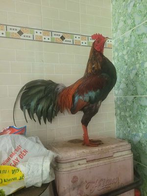 Que  3k8 tây tốt  lông mới. Mua bán Gà tại Huyện Chợ Mới An Giang được đăng bởi   gà đá chợ mới 