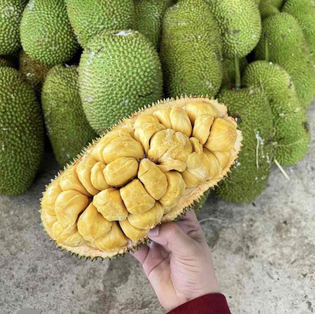 Cây giống Mít tố nữ. Mua bán Đồ chuyên dụng, Giống nuôi trồng tại Huyện Cái Bè Tiền Giang được đăng bởi Võ Minh Luân hình 1