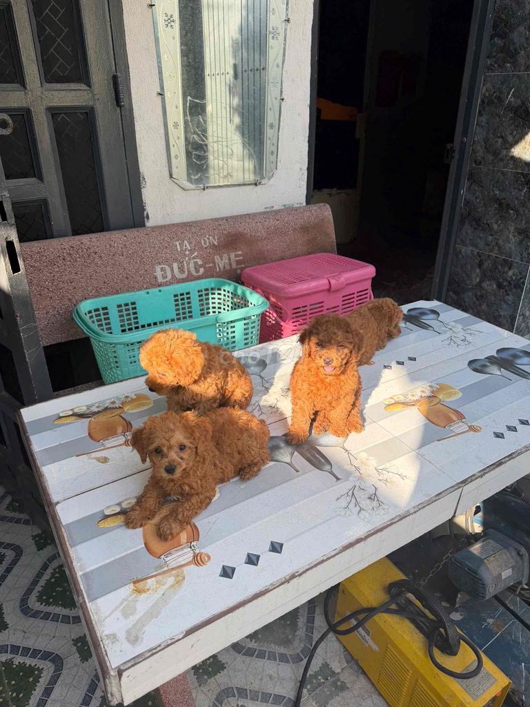 Chó Poodle tiny đực 55 ngày tuổi. Mua bán Chó tại Quận Gò Vấp Tp Hồ Chí Minh được đăng bởi Hân Hân hình 1