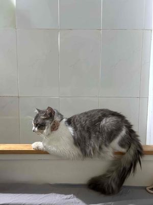 Mèo ALD ko có thời gian nuôi bé nên cần bán ạ. Mua bán Mèo tại Quận Gò Vấp Tp Hồ Chí Minh được đăng bởi Hồng Nhung