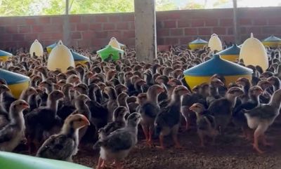 Gà ta thả vườn úm 2-4 tuần tuổi Sg. Mua bán Gà tại Thành phố Thủ Đức Tp Hồ Chí Minh được đăng bởi NGUYEN THIEN