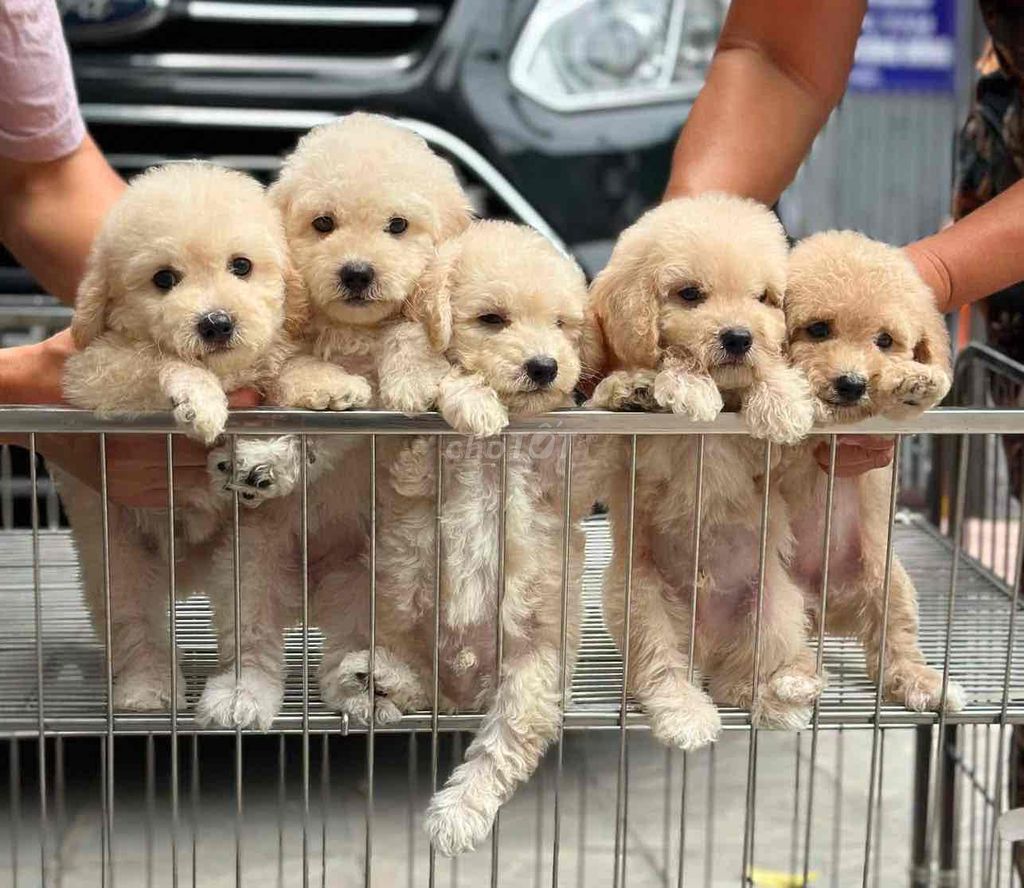 Chó Poodle Vàng kem Đực cái. Mua bán Chó tại Quận Hai Bà Trưng Hà Nội được đăng bởi nguyễn hình 1