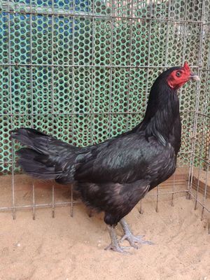 Gà mái nòi 2k5 Mồng chỉ thiên