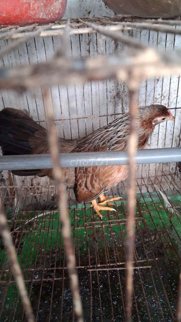 Gà tre Nâu. Mua bán Gà tại Thành phố Trà Vinh Trà Vinh được đăng bởi th hình 1