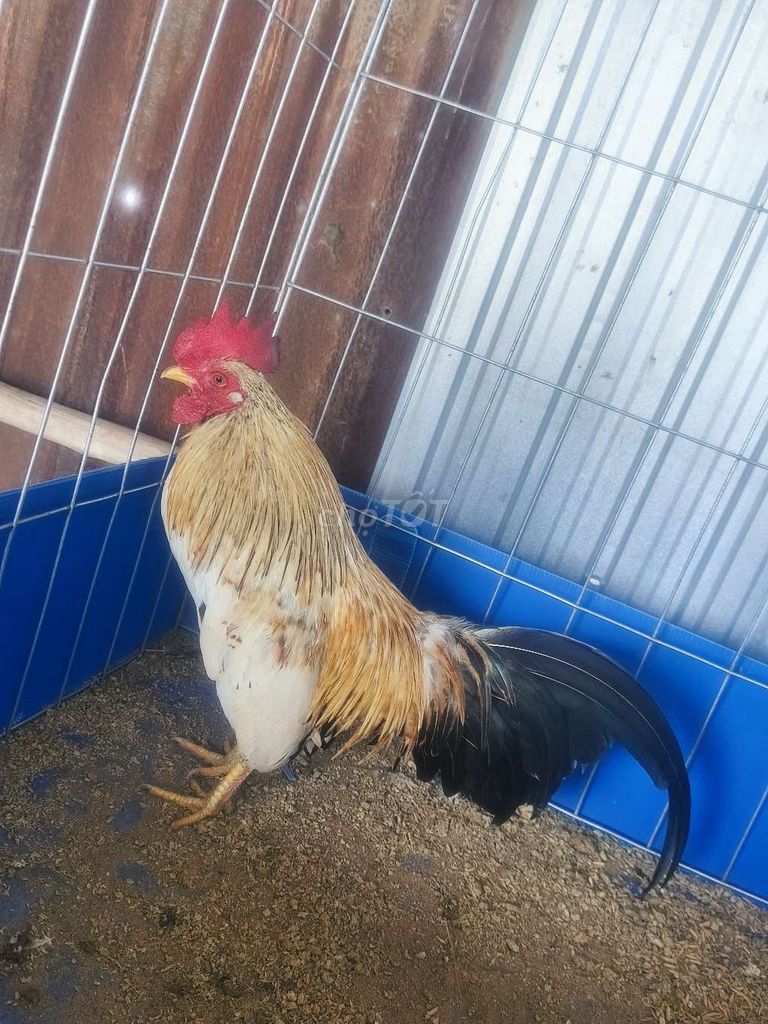 Gà tre đực khỏe mạnh 850g. Mua bán Gà tại Huyện Thanh Bình Đồng Tháp được đăng bởi Nguyễn Tấn Đạt hình 1
