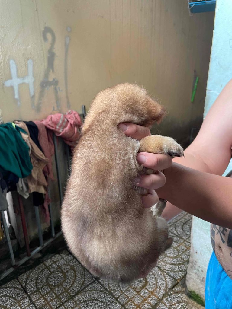 Chó Nhật lông xù Nâu 2 tháng tuổi. Mua bán Chó tại Thành phố Thủ Đức Tp Hồ Chí Minh được đăng bởi Phương Nghi hình 1