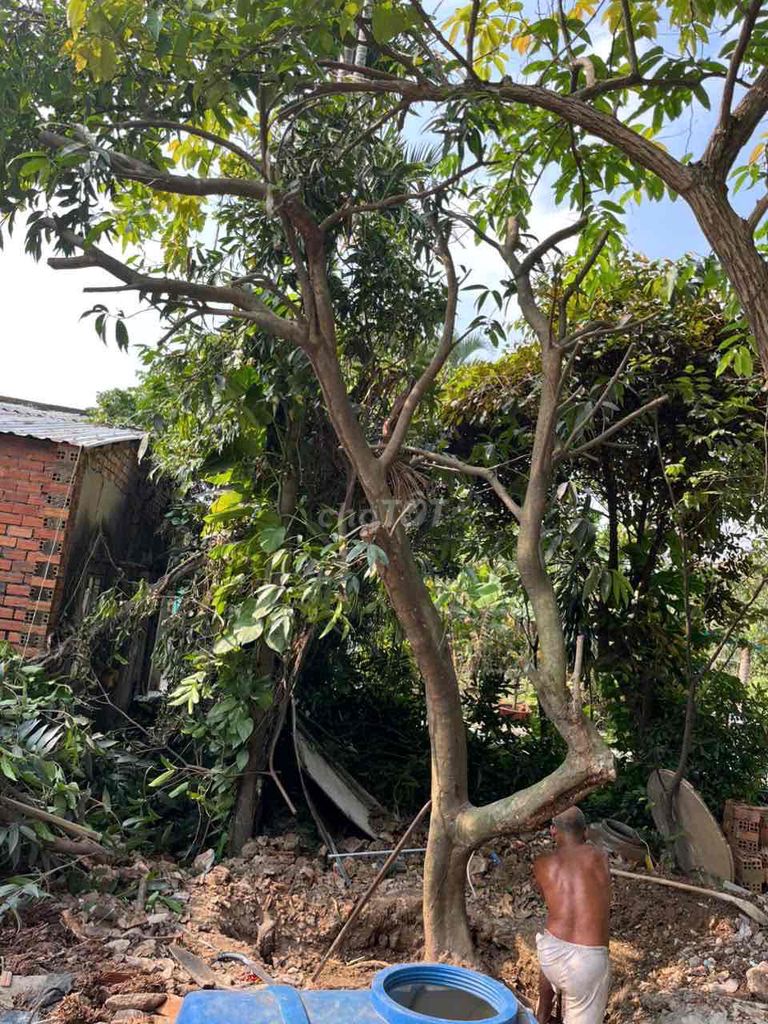 Dịch vụ đào và di dời cây. Dịch vụ tại Thành phố Biên Hòa Đồng Nai được đăng bởi Huỳnh Thành hình 1