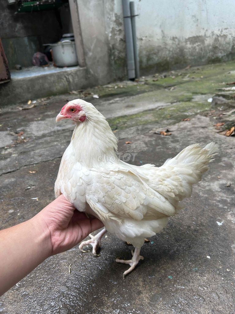 gà tre tân châu trắng đồng bộ chân trắng mỏ trắng. Mua bán Gà tại Quận Tây Hồ Hà Nội được đăng bởi hoàng nhật quang hình 1