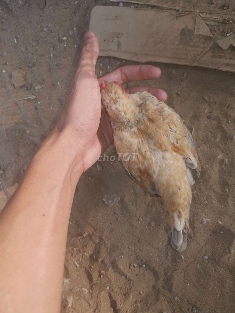 Gà tre mái 4 tháng bán hoặc gl con gà tre mái . Mua bán Gà tại Huyện Tam Bình Vĩnh Long được đăng bởi Huỳnh Trần hình 1