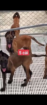 becgie bi cái 3 tháng 