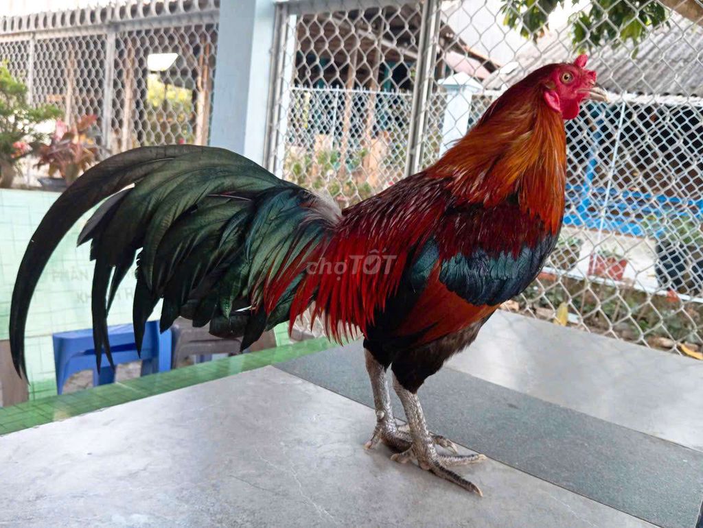 Asil mỹ 3kg. Mua bán Gà tại Huyện Châu Phú An Giang được đăng bởi Trọng Phú hình 1