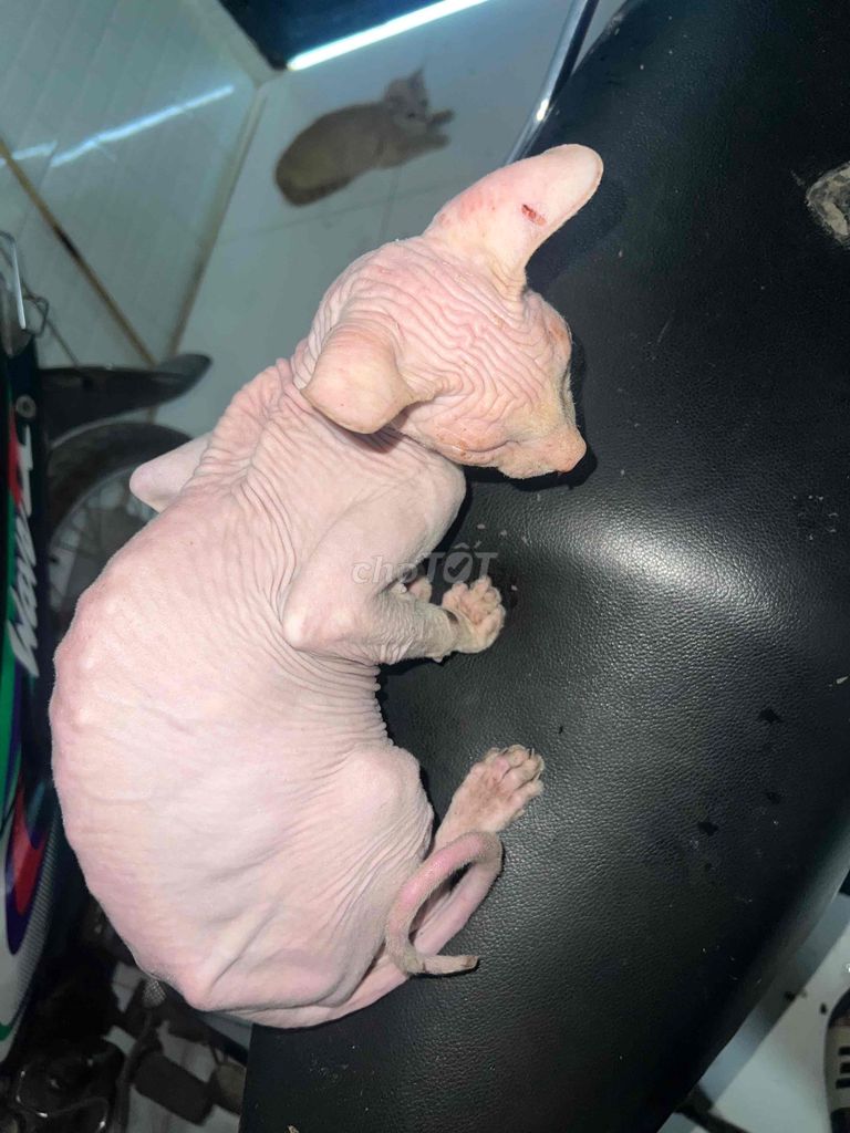 Mèo Sphynx đực 1 tuổi rưỡi. Mua bán Mèo tại Huyện Đức Hòa Long An được đăng bởi Lê Nguyễn Trà Mi hình 1