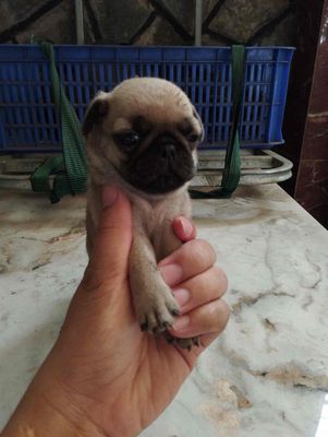 Chó Pug nhỏ nhắn