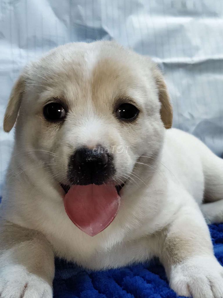 Chó Labrador trắng đáng yêu nghe lời. Mua bán Chó tại Quận Bình Tân Tp Hồ Chí Minh được đăng bởi Nguyễn Hằng hình 1