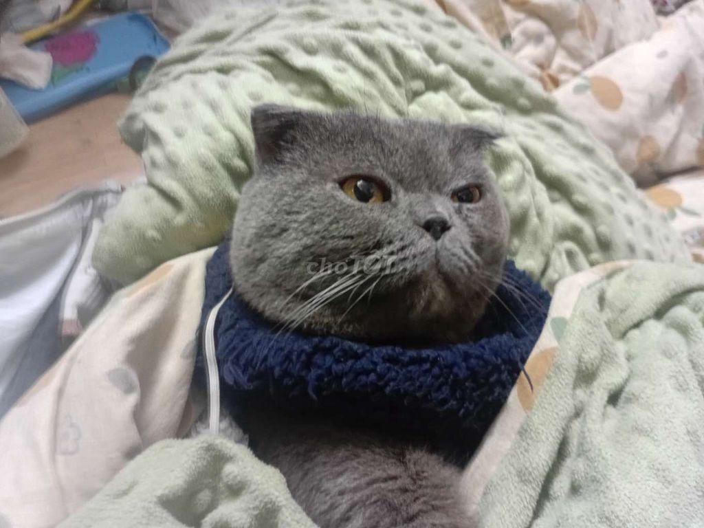 Mèo Anh lông ngắn tai cụp Xám xanh đực. Mua bán Mèo tại Quận Ba Đình Hà Nội được đăng bởi Cô Trang hình 1