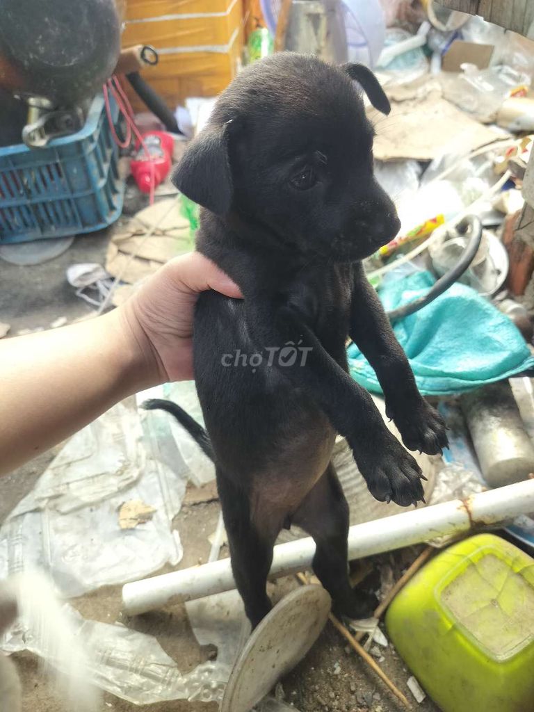 Chó con cái Đen, Trắng đốm. Mua bán Chó tại Quận 4 Tp Hồ Chí Minh được đăng bởi van giau hình 1