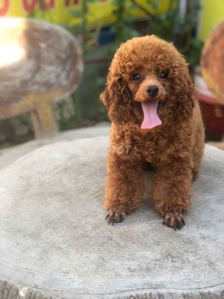 Chó Poodle 6 tháng tuổi màu Nâu. Mua bán Chó tại Huyện Bình Chánh Tp Hồ Chí Minh được đăng bởi Long Thanh hình 1
