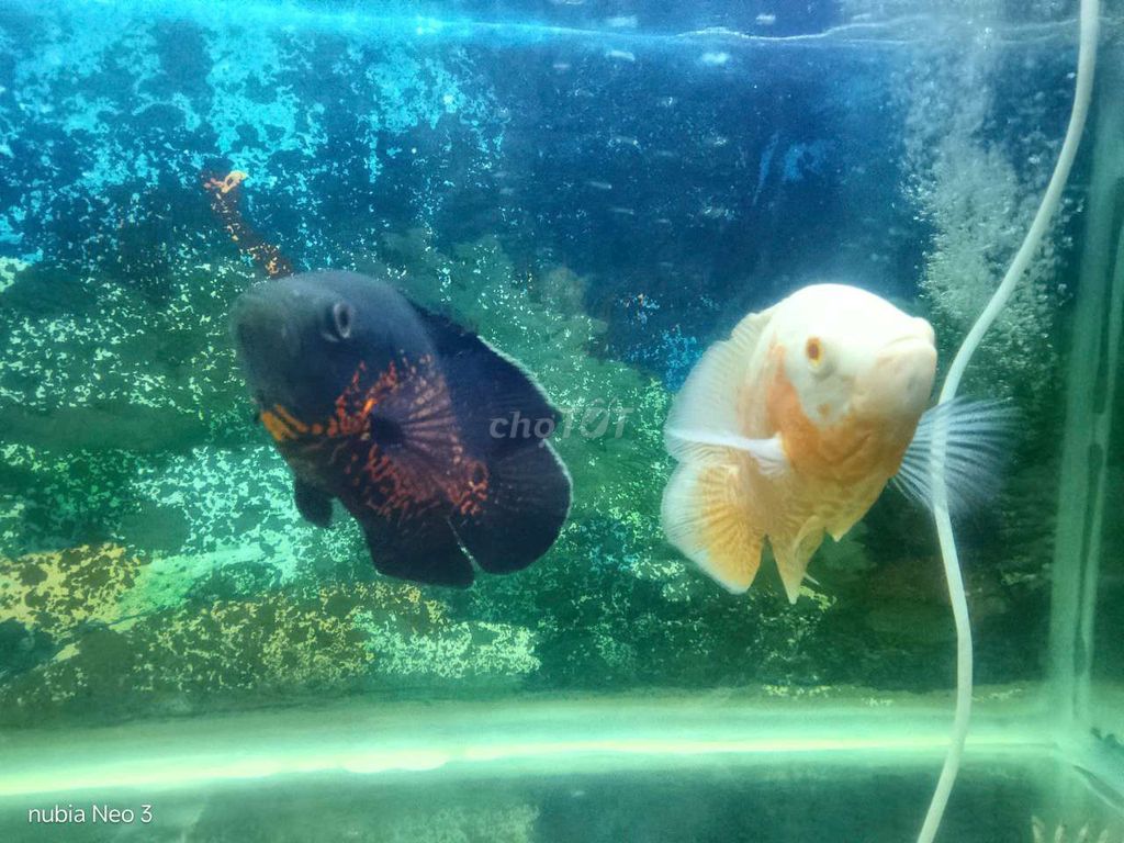 Cá tai tượng Châu Phi 4.5-5 ngón. Mua bán Thú cưng khác tại Thành phố Dĩ An Bình Dương được đăng bởi minh nhut hình 1