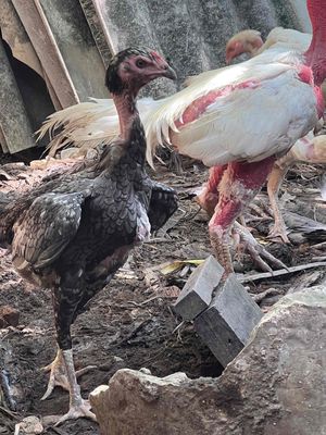 mái dòng đẹp. Mua bán Gà tại Huyện Chương Mỹ Hà Nội được đăng bởi Phan Anh