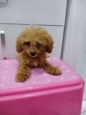 Chó Poodle Nâu 2 tháng