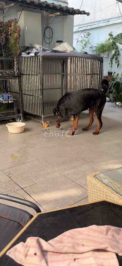 Chó Rottweiler Đen và nâu vàng. Mua bán Chó tại Thành phố Thủ Đức Tp Hồ Chí Minh được đăng bởi anh lam hình 1