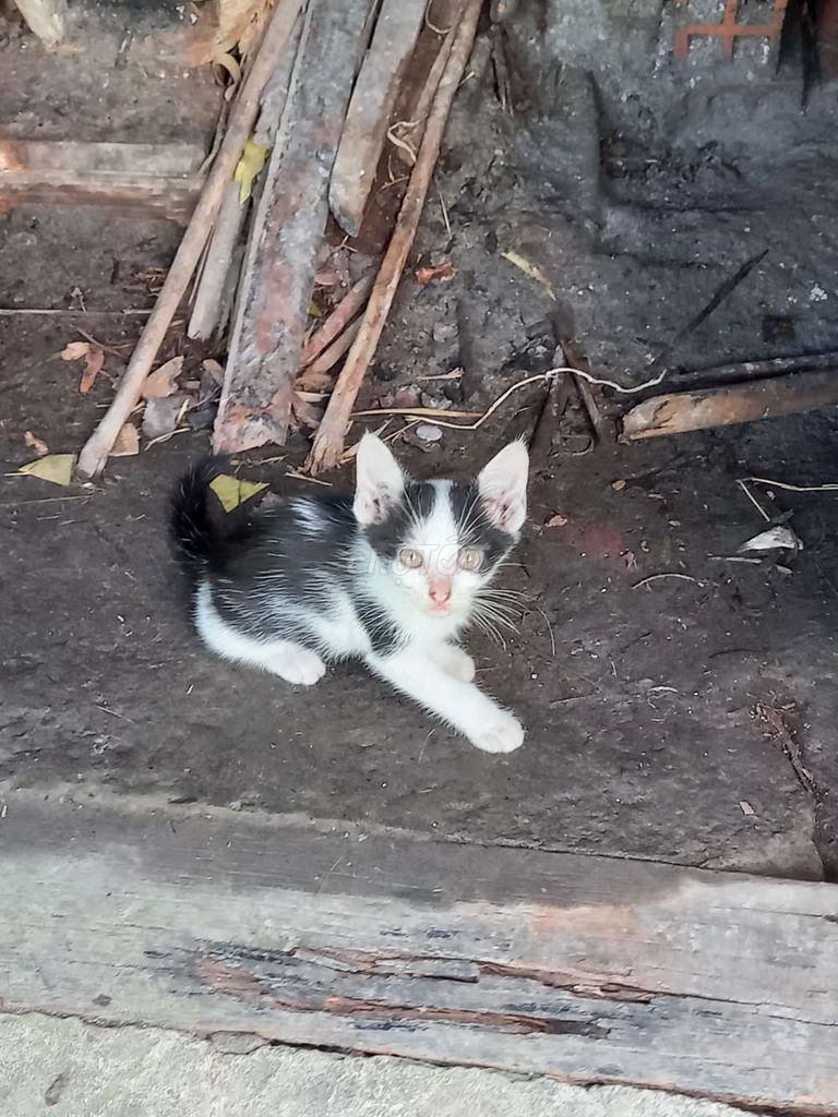 Mèo con. Mua bán Mèo tại Quận Cái Răng Cần Thơ được đăng bởi Lý phú vinh hình 4