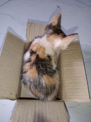 Mèo con 1.5 tháng tuổi - 3 đực 3 cái dễ ( FREE ). Mua bán Mèo tại Huyện Phú Giáo Bình Dương được đăng bởi Vyyy 