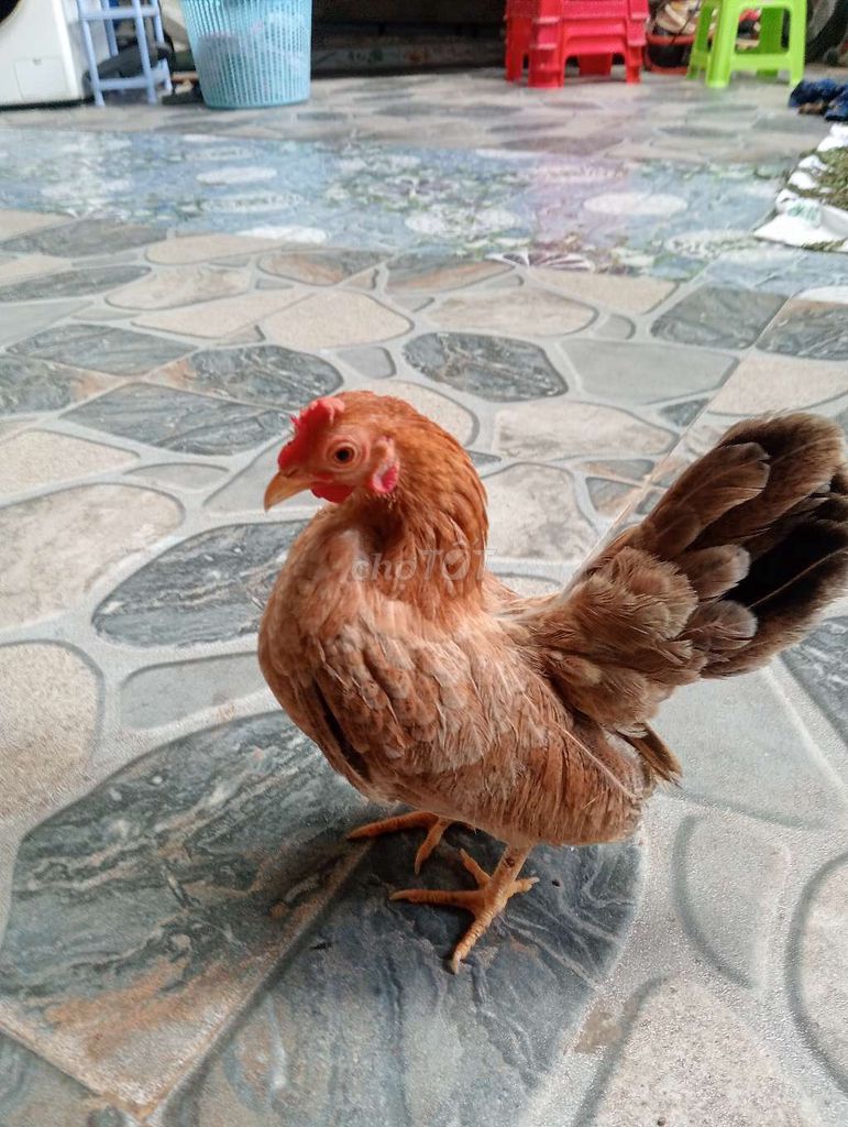 Gà mái Sema nâu cái sắp đẻ. Mua bán Gà tại Thành phố Sóc Trăng Sóc Trăng được đăng bởi hải p3 hình 1