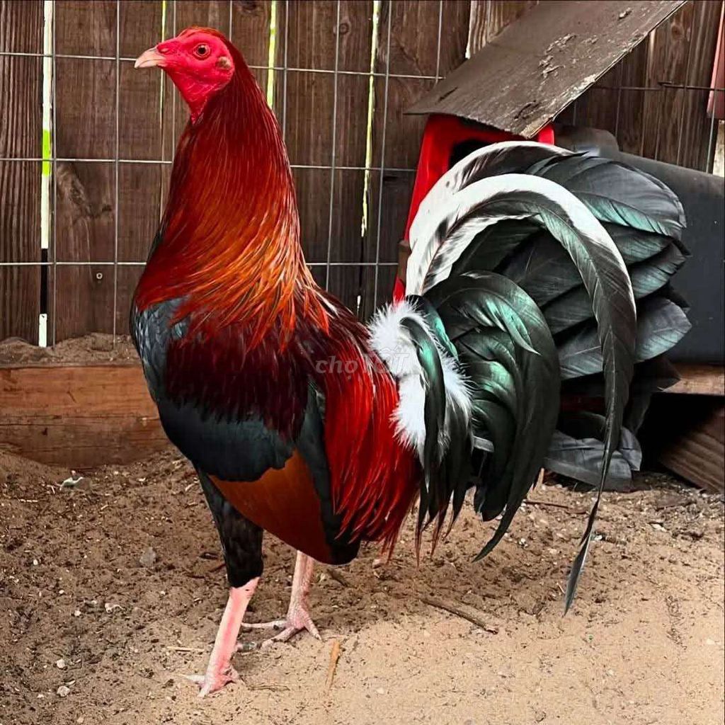 Gà Mỹ con Đực. Mua bán Gà tại Huyện Phong Điền Cần Thơ được đăng bởi Huỳnh Minh Quân hình 1