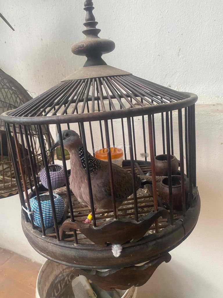 chim cu gáy âm đồng khiển khách