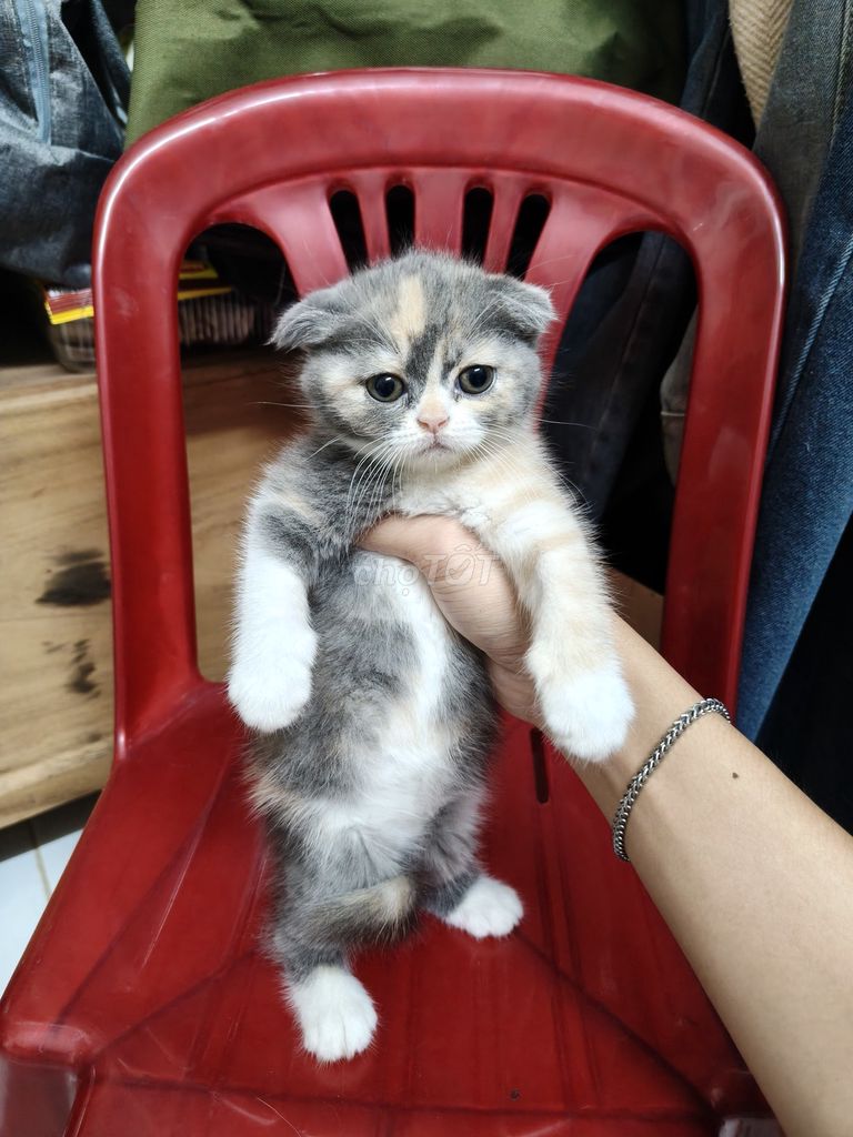 Mèo tai cụp nhiều màu. Mua bán Mèo tại Quận Cái Răng Cần Thơ được đăng bởi Trầm Tân hình 1