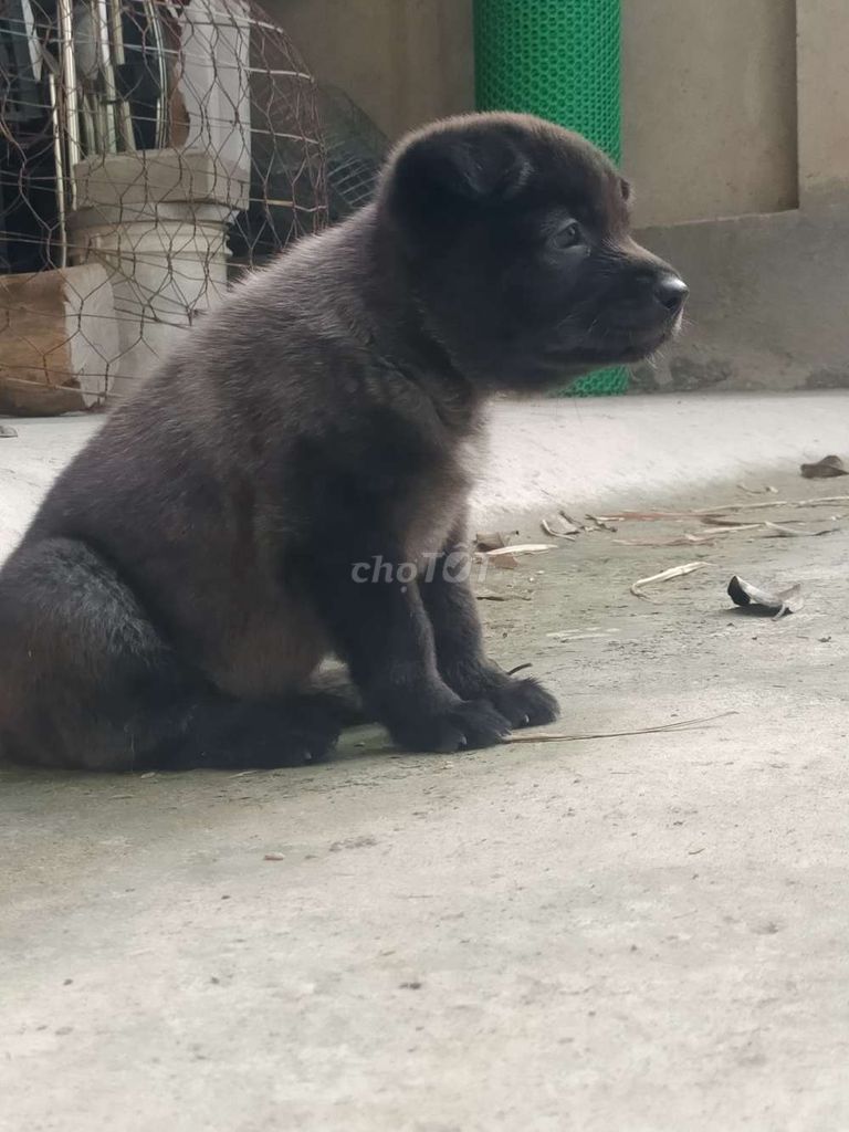 Chó Hmông Đen xám. Mua bán Chó tại Huyện Gò Dầu Tây Ninh được đăng bởi Nam Long hình 1