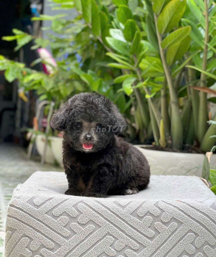Poodle tiny tinycup. Mua bán Chó tại Thành phố Thuận An Bình Dương được đăng bởi THUẬN pet hình 1