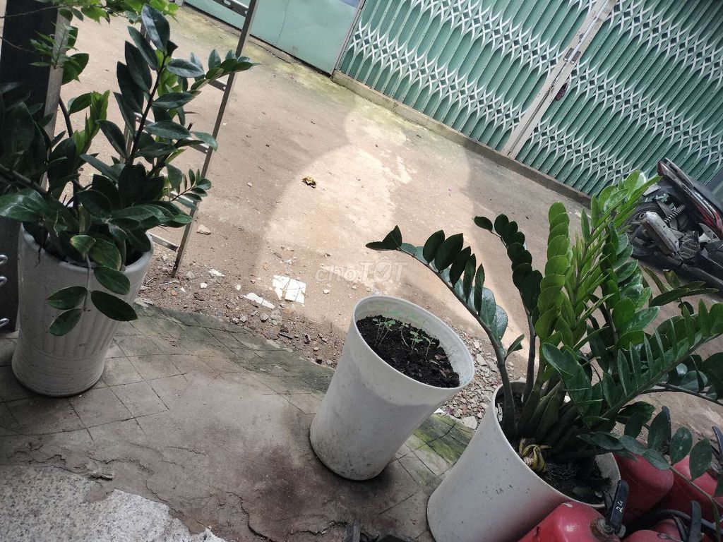 Cây kim tiền, cây hoa giấy bon sai. Mua bán Cây cảnh, đồ trang trí tại Quận Bình Tân Tp Hồ Chí Minh được đăng bởi Linh Đan Phạm hình 1