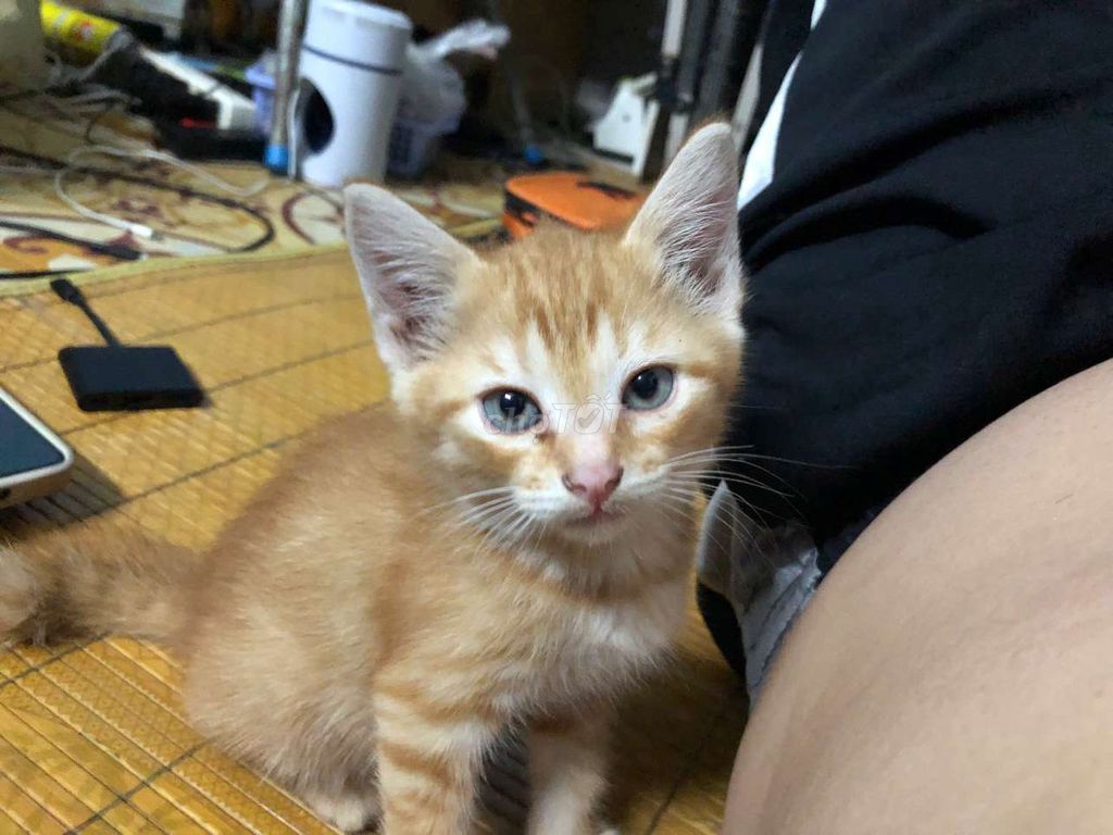 Mèo aln lai 1 đến 3 tháng tuổi