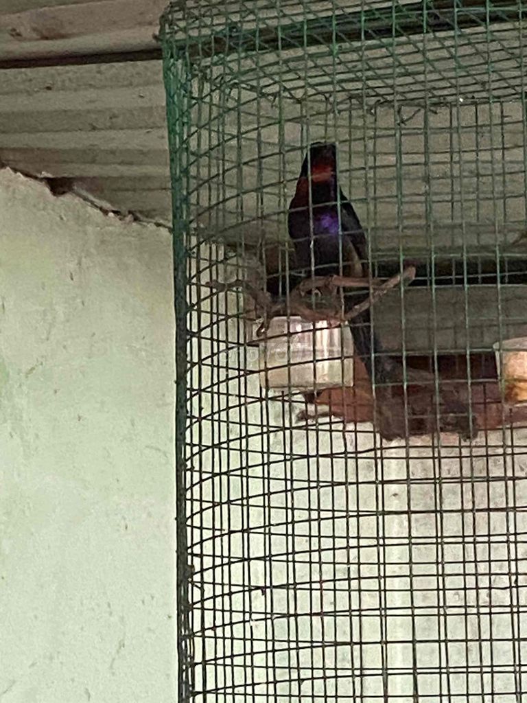 Hút mật tía ô 2m thanh lí. Mua bán Chim tại Huyện Củ Chi Tp Hồ Chí Minh được đăng bởi Tuan hình 1