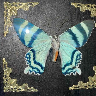 tiêu bản bướm Alcides Orontes. Mua bán Cây cảnh, đồ trang trí tại Quận Hai Bà Trưng Hà Nội được đăng bởi Linh Ngô