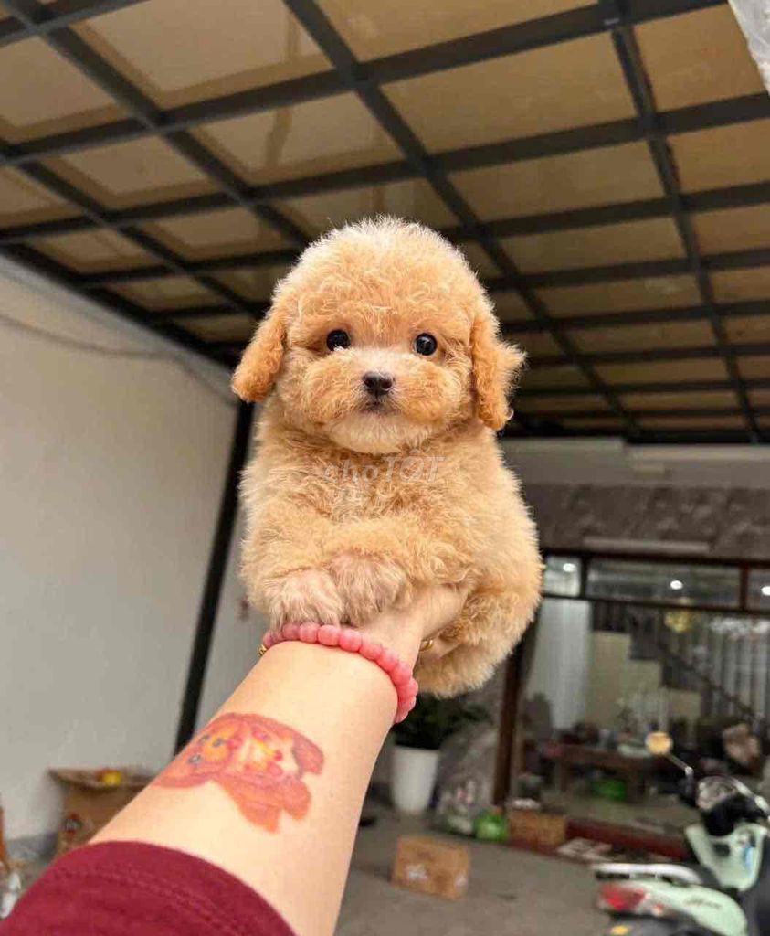 Chó Poodle con nhiều màu. Mua bán Chó tại Quận 5 Tp Hồ Chí Minh được đăng bởi Minh Anh hình 1