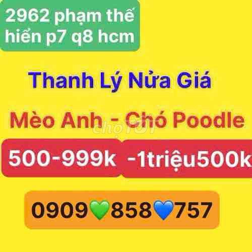 Thanh lý 💙 Mèo Anh❤️ Chó poodle💚thuần chủng