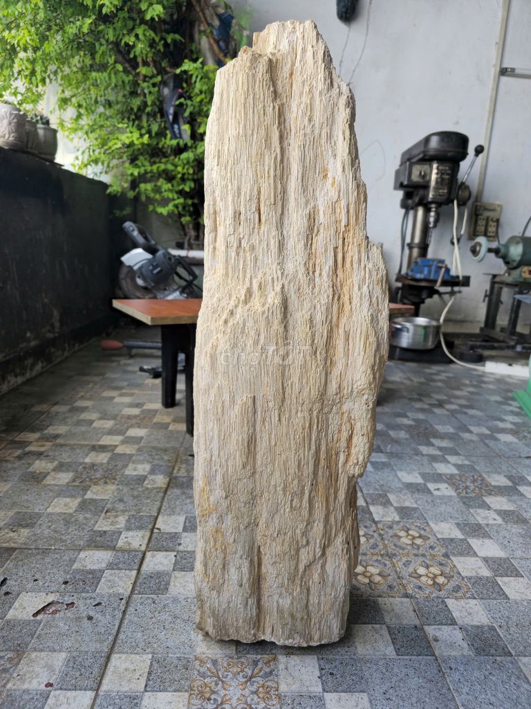 Đá gỗ hóa thạch phong thủy. Mua bán Đồ sưu tầm, đồ cổ tại Quận 11 Tp Hồ Chí Minh được đăng bởi Royal Shop hình 1