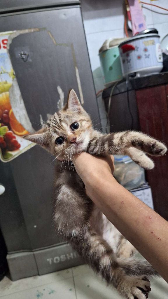 Mèo Anh lông ngắn Tabby 2.5 tháng. Mua bán Mèo tại Quận Bình Tân Tp Hồ Chí Minh được đăng bởi Nguyễn Huyền hình 1