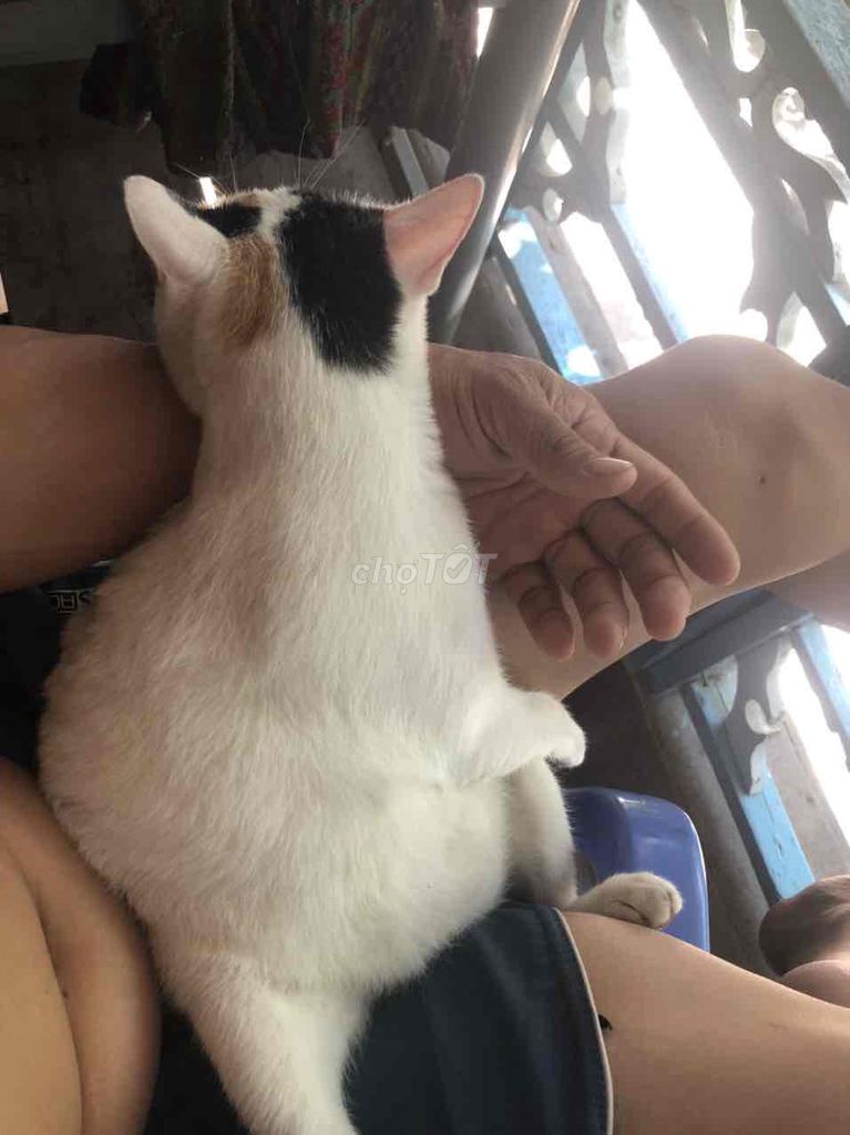 Mèo con Trắng, đen, nâu. Mua bán Mèo tại Huyện Phú Giáo Bình Dương được đăng bởi My Huyen hình 1