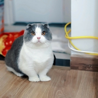 Mèo cảnh Hà Nội